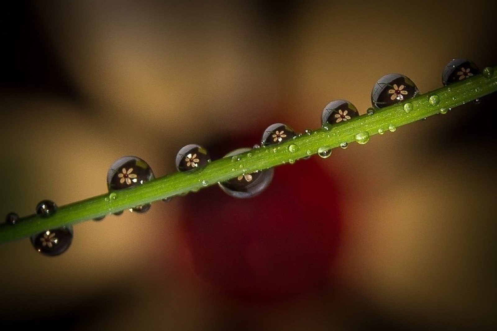 GOTITAS DE PRIMAVERA