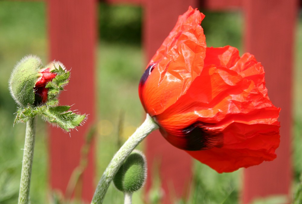 Gotland 6: Noch mehr Mohn