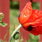 Gotland 6: Noch mehr Mohn