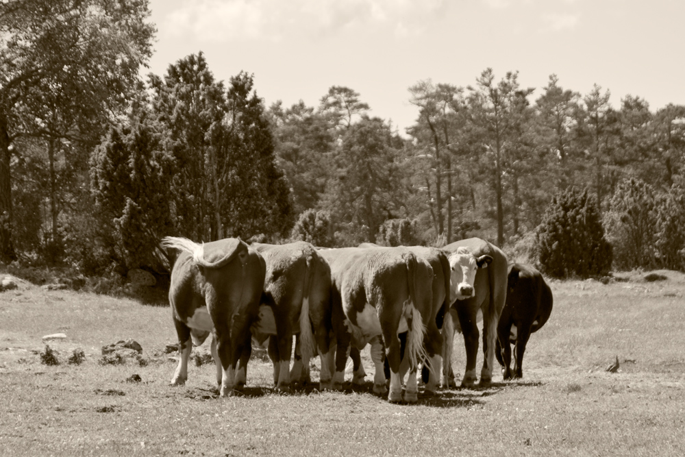 gotland cows