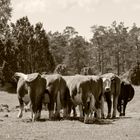 gotland cows