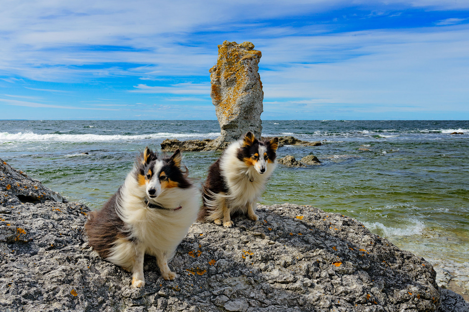 Gotland Shelties