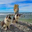 Gotland Shelties