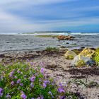 Gotland  - weißer Sandstrand