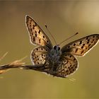 Gott der Morgenröte  - Brauner Feuerfalter - Lycaena tityrus 