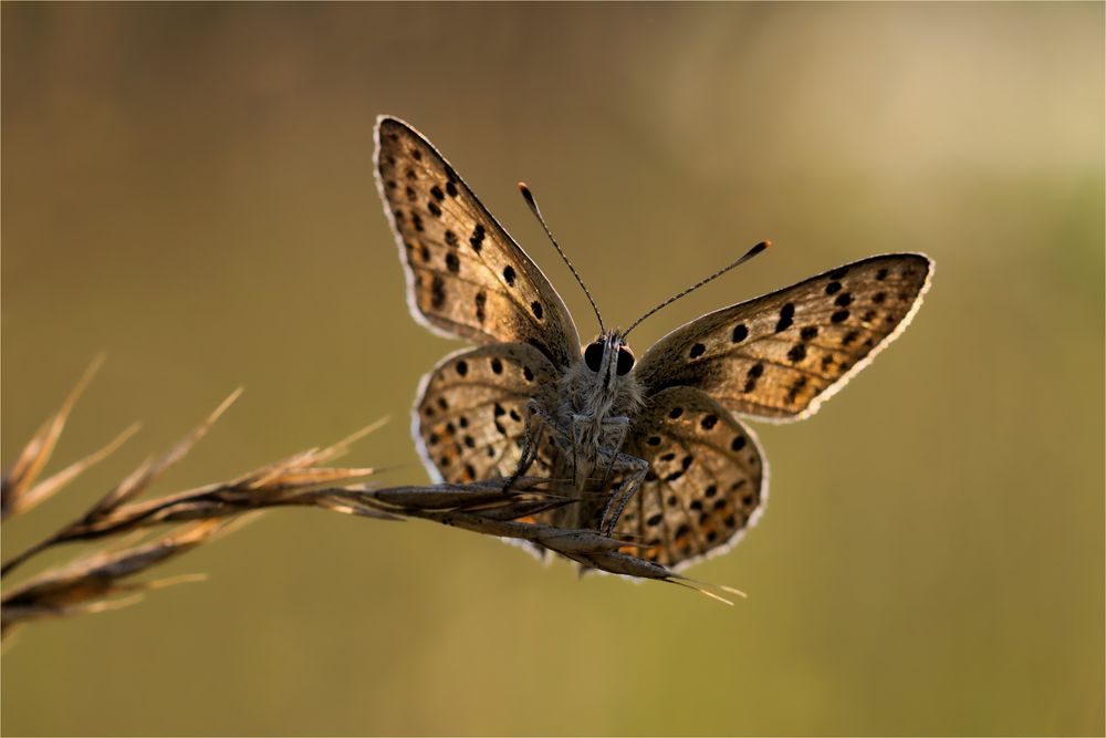 Gott der Morgenröte  - Brauner Feuerfalter - Lycaena tityrus 