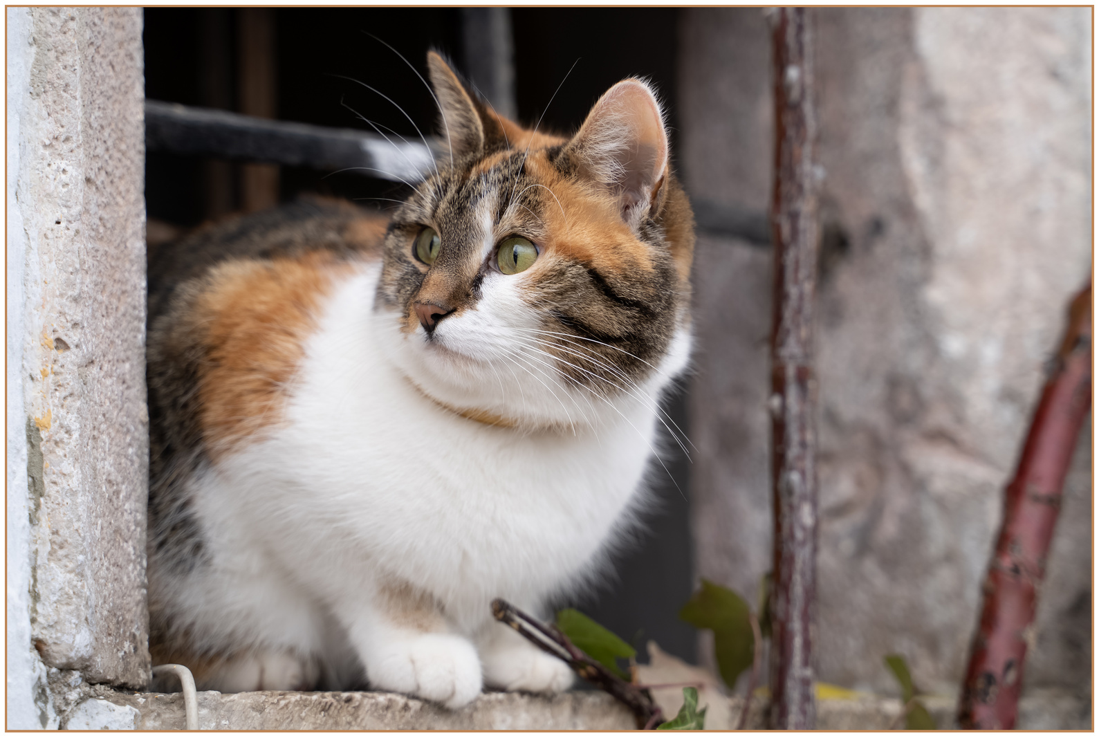 Gott erschuf die Katze, damit der Mensch einen Tiger zum Streicheln hat.