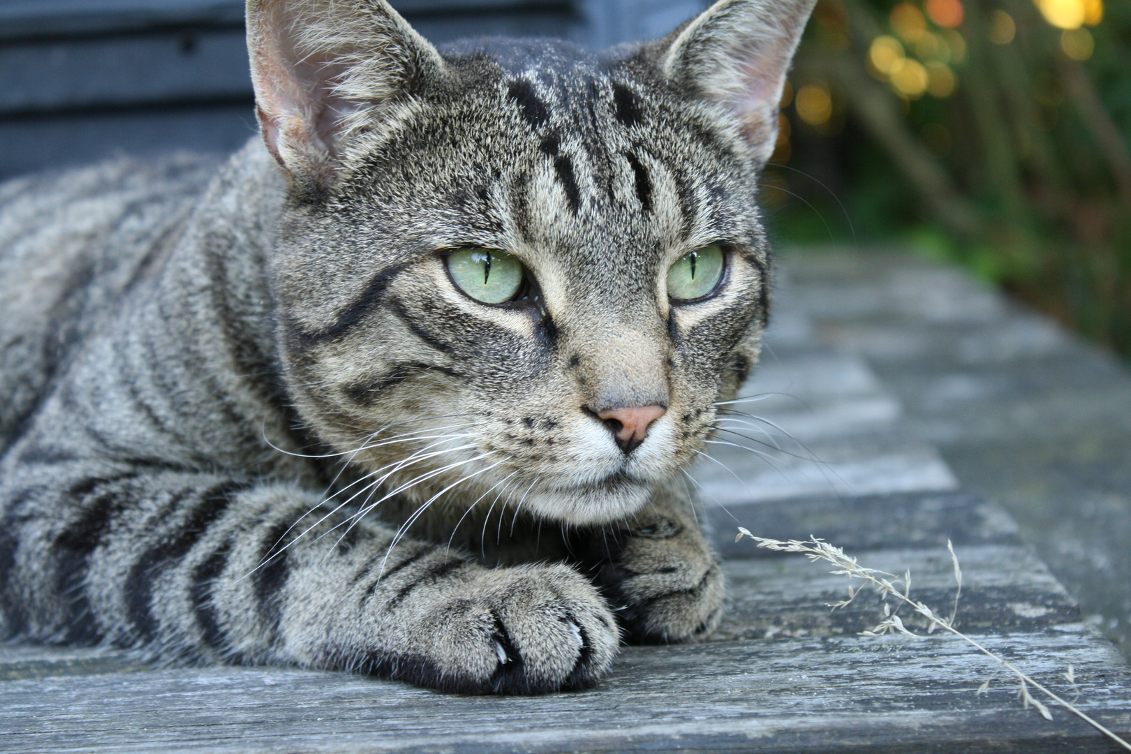 Gott schuf die Katze, damit der Mensch einen Tiger zum streicheln hat.