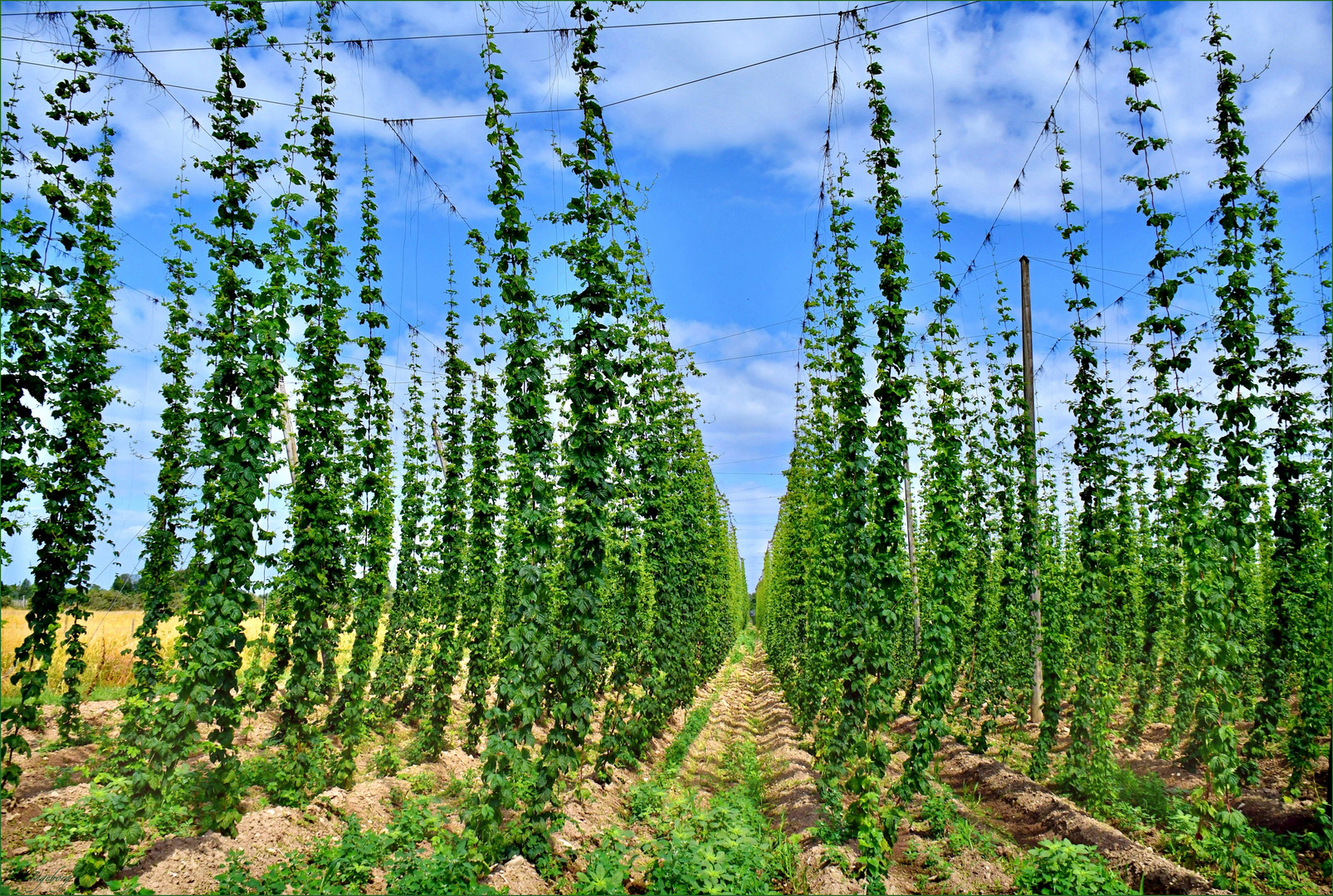 Gott sei Dank: Der Hopfen steht gut!