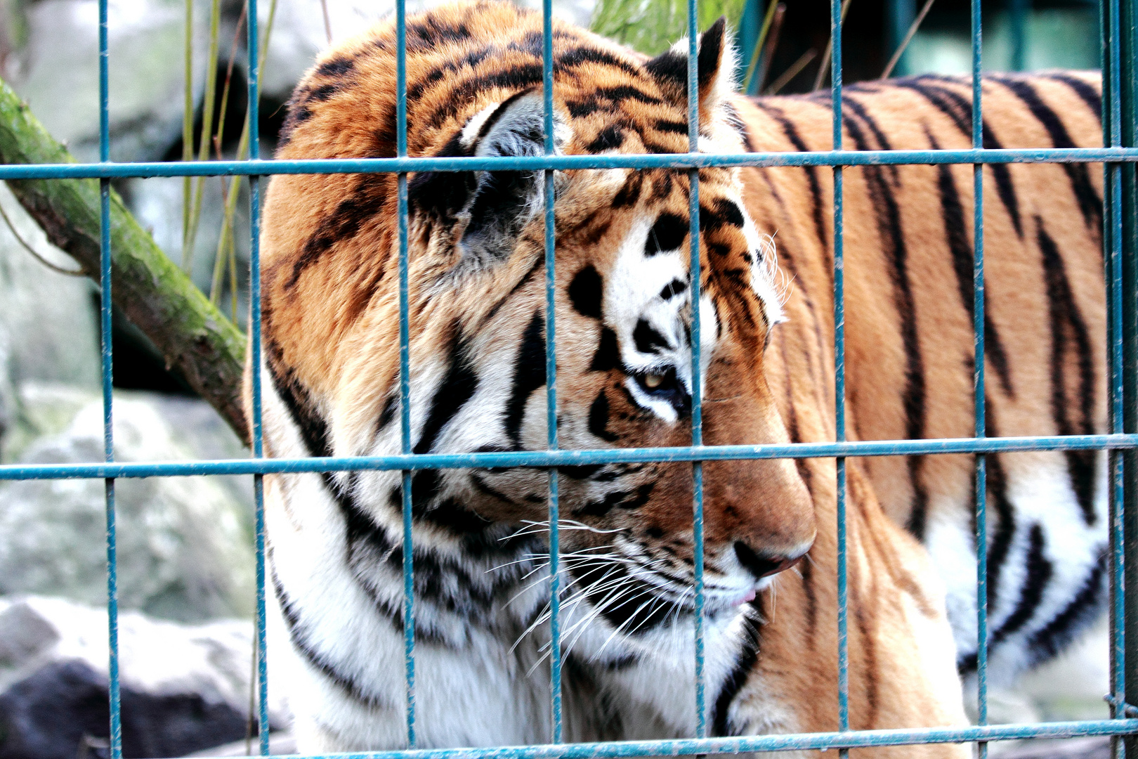 Gott sei Dank hinter Gittern