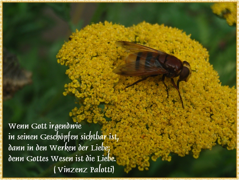 Gottes Liebe....