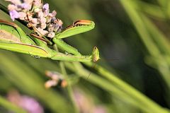 Gottesabeter(männchen) ...