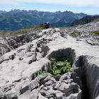 Gottesacker Kleinwalsertal