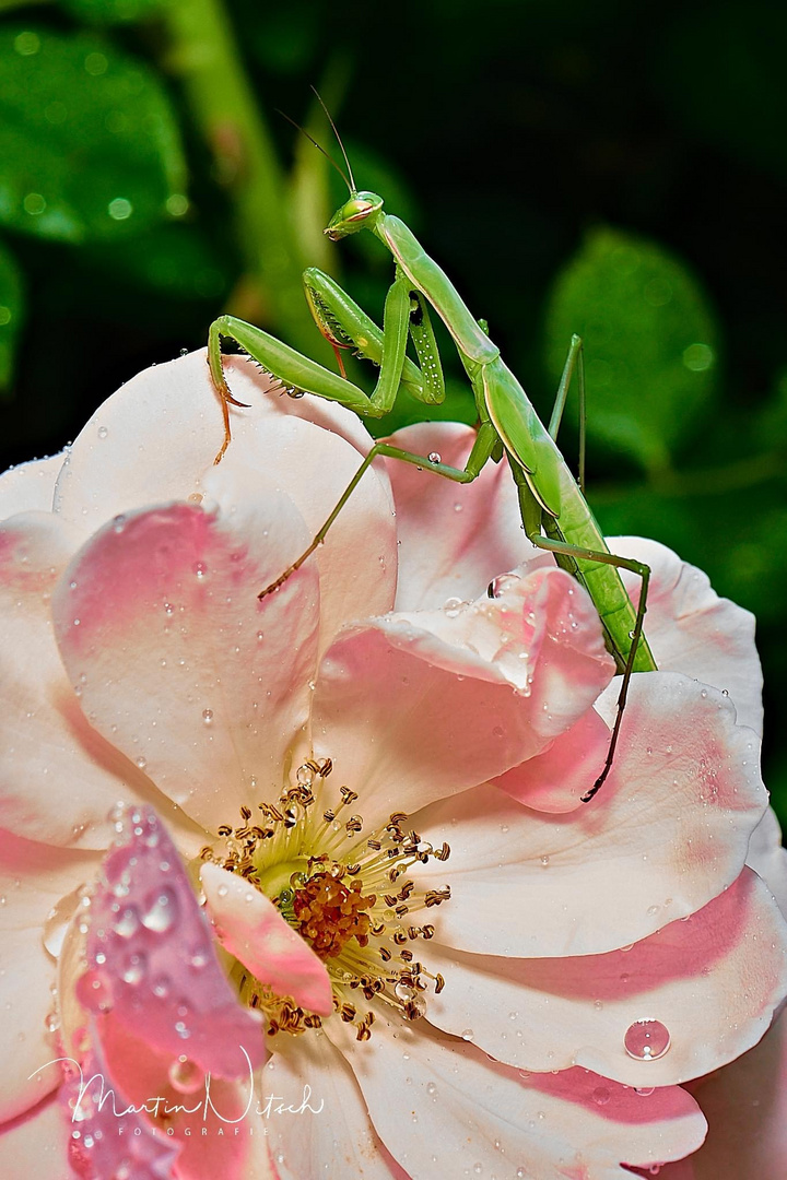 Gottesanbeter auf Rose