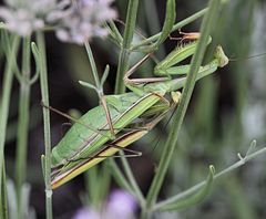 Gottesanbeter im Garten der "Liebe"