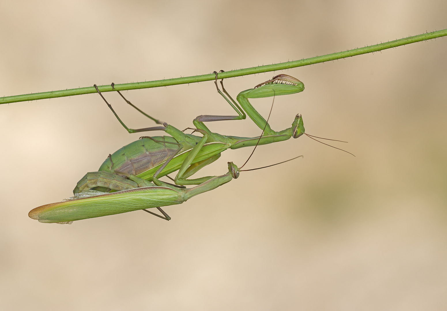 Gottesanbeter Pärchen ( Mantis religiosa )