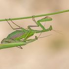 Gottesanbeter Pärchen ( Mantis religiosa )