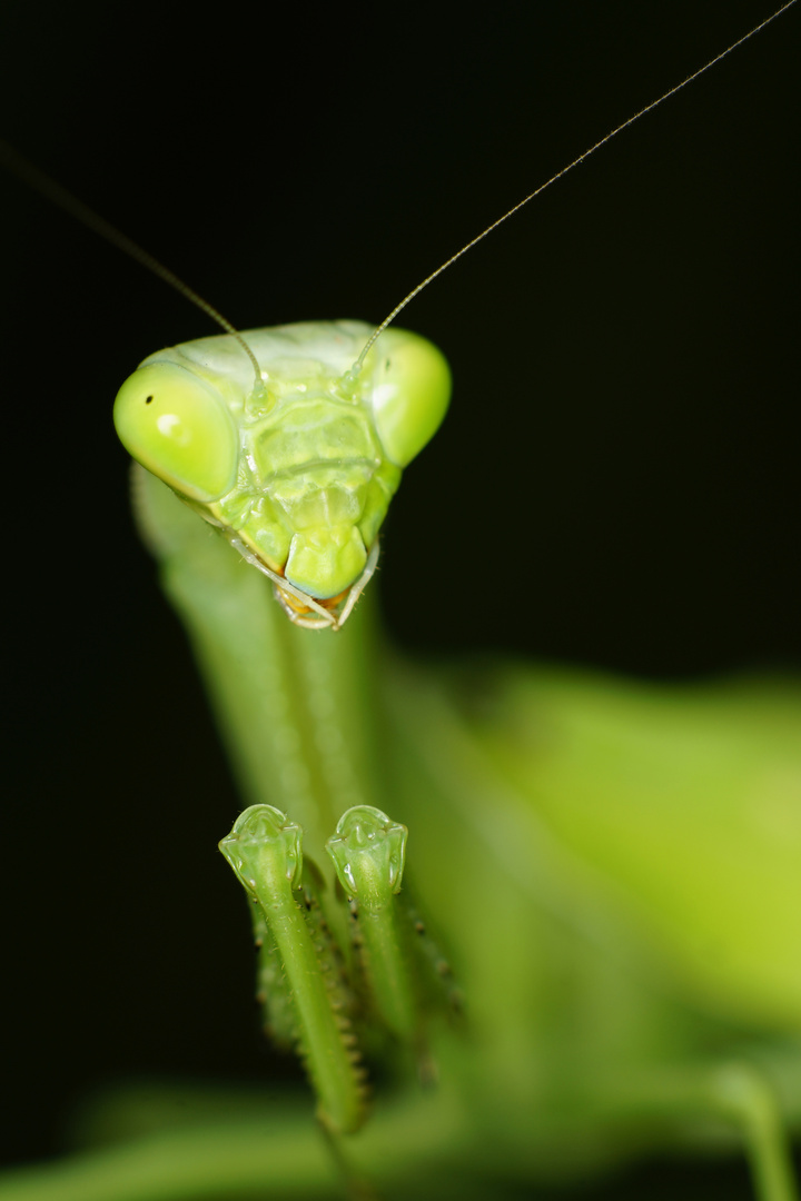 Gottesanbeterin 2 (Stagmomantis Limbata)