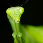 Gottesanbeterin 2 (Stagmomantis Limbata)