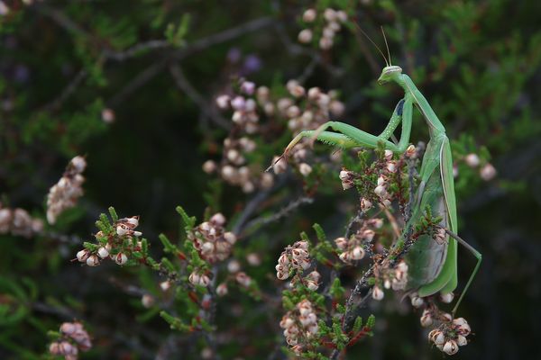 Gottesanbeterin auf dem Heidekraut