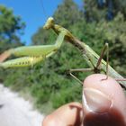 Gottesanbeterin auf Dugi Otok