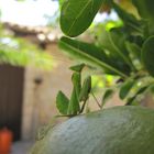 Gottesanbeterin auf Granatapfel