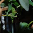 Gottesanbeterin bei uns im Wohnzimmer