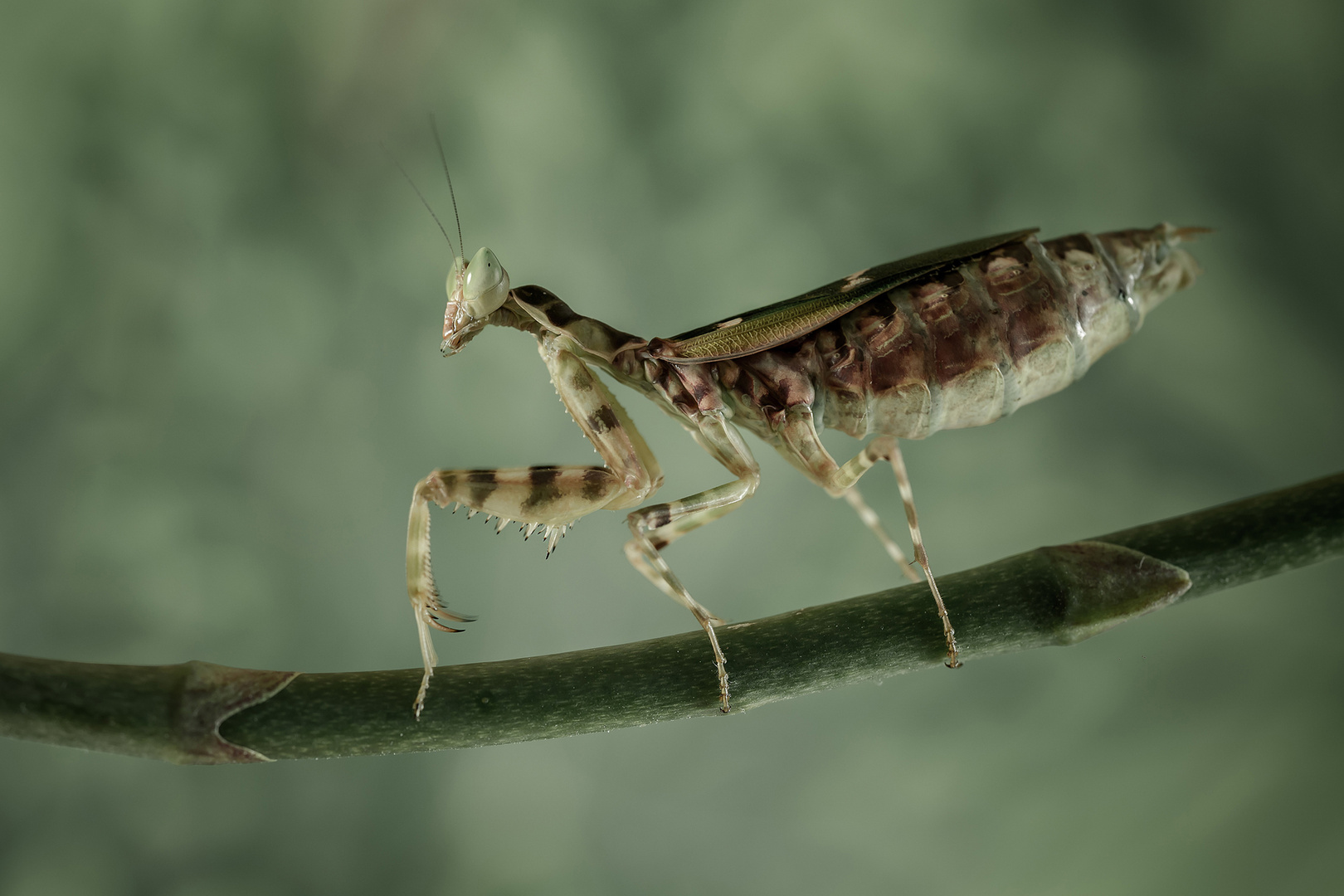 Gottesanbeterin - Creobroter gemmatus