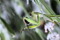 Gottesanbeterin enthauptet Hummel ...