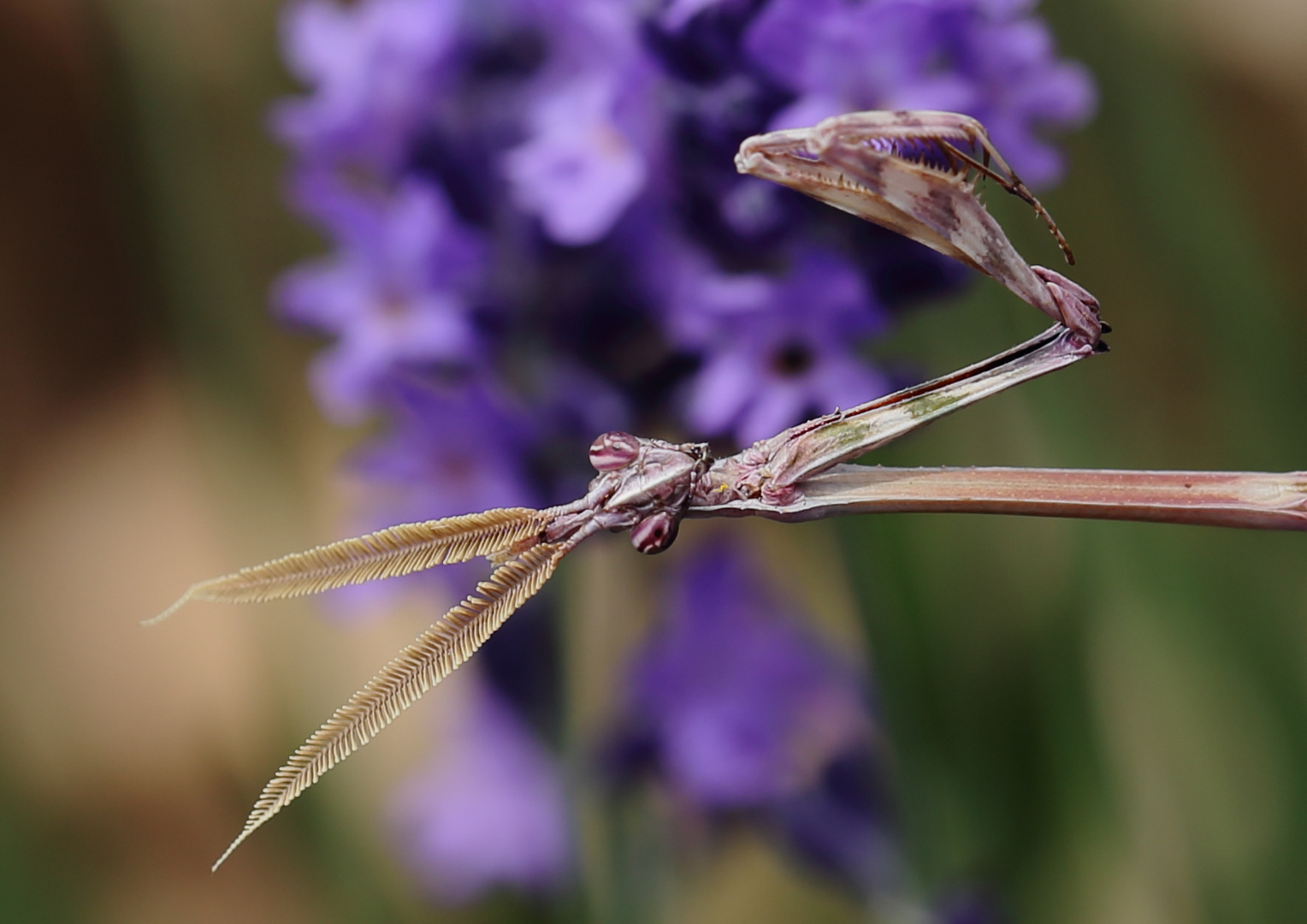 Gottesanbeterin im Lavendel