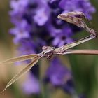 Gottesanbeterin im Lavendel