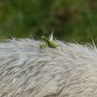 Gottesanbeterin im Schafspelz