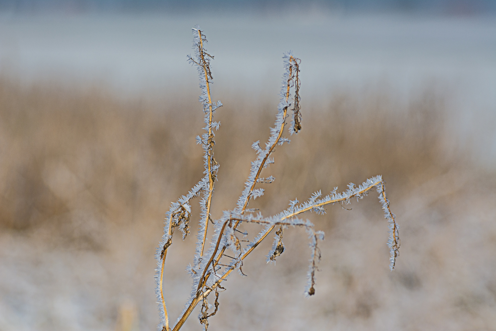 Gottesanbeterin im Winter