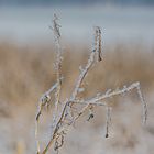 Gottesanbeterin im Winter