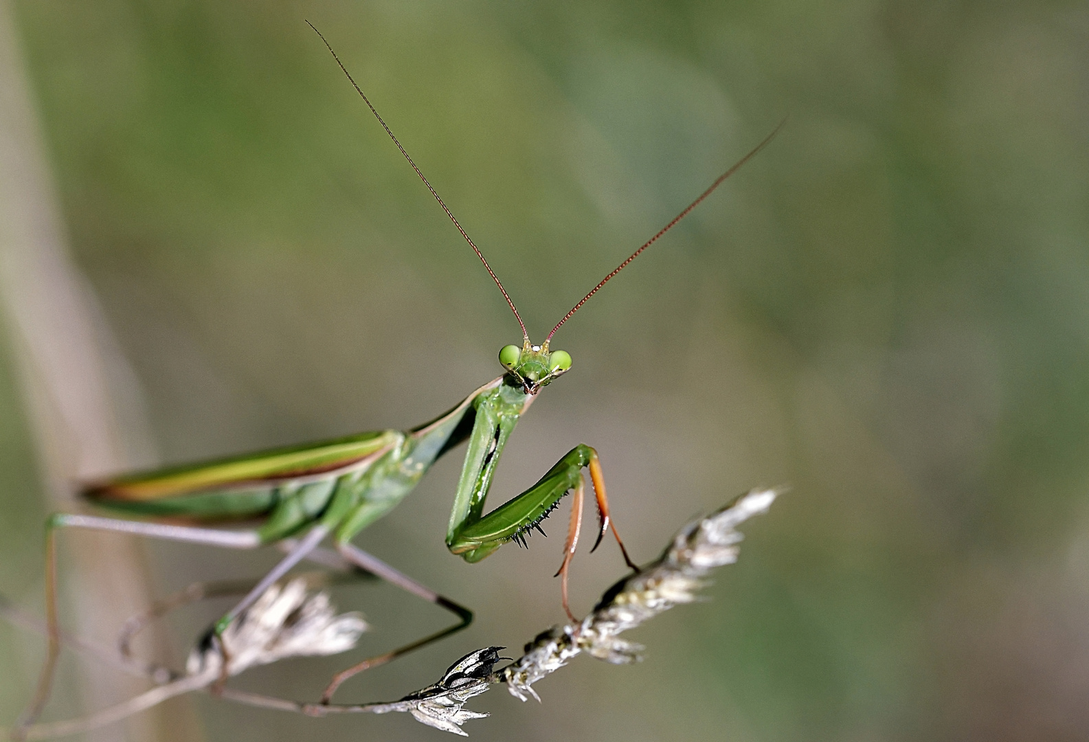 Gottesanbeterin in der freien Natur an einer Ähre.