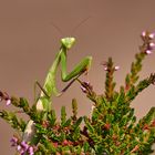 Gottesanbeterin in der Heide 