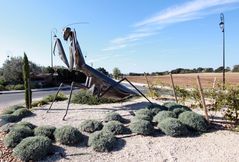 Gottesanbeterin in der Provence