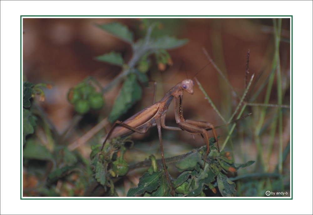 ... gottesanbeterin in freier natur ...