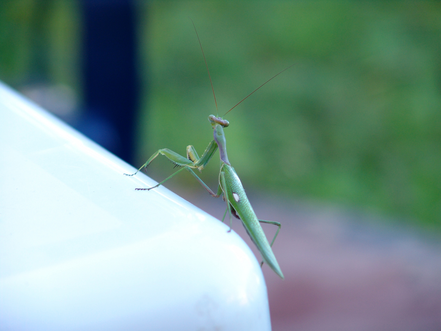 Gottesanbeterin in Natura