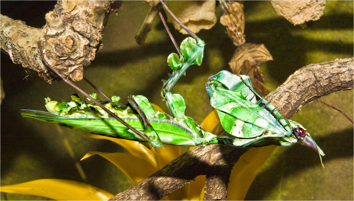 GOTTESANBETERIN IN NATURGRÜN