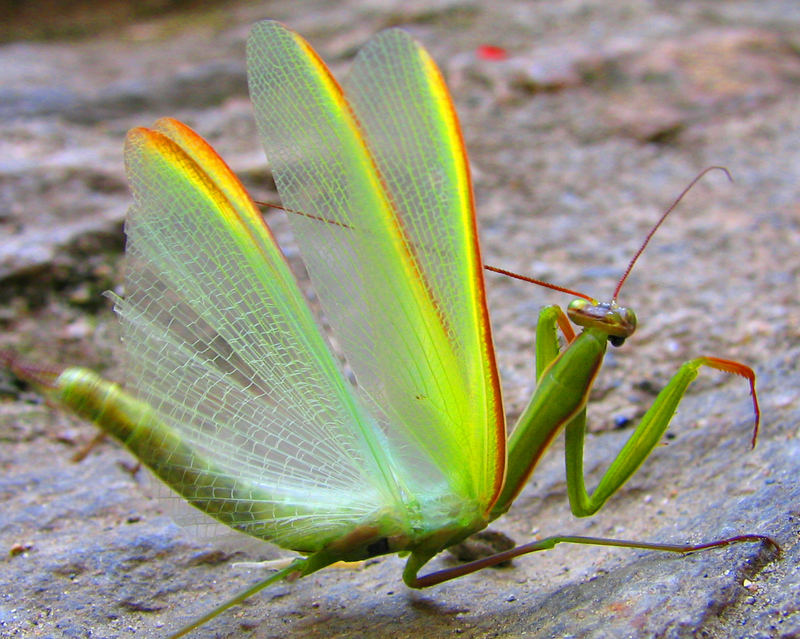 Gottesanbeterin in Stellung Foto & Bild tiere, wildlife, insekten