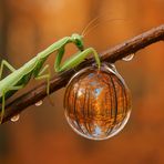 Gottesanbeterin labt sich am Wassertropfen in dem sich der Herbstwald spiegelt!