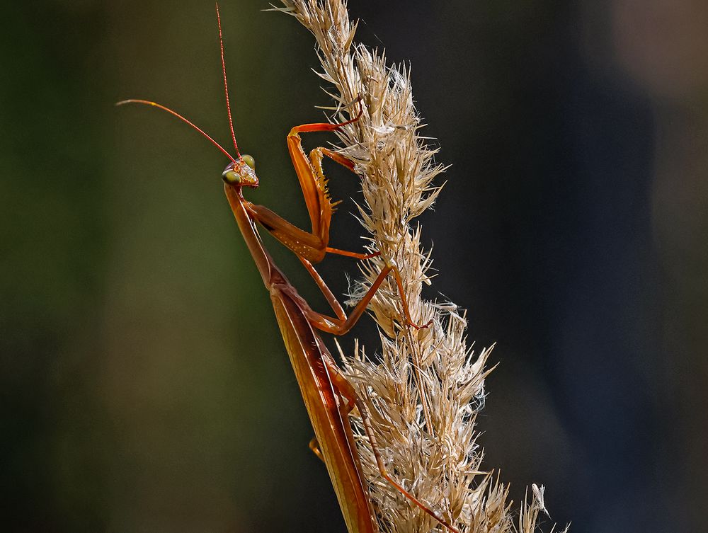 Gottesanbeterin (Männchen)