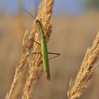 Gottesanbeterin...... (Männchen der Mantis religiosa)