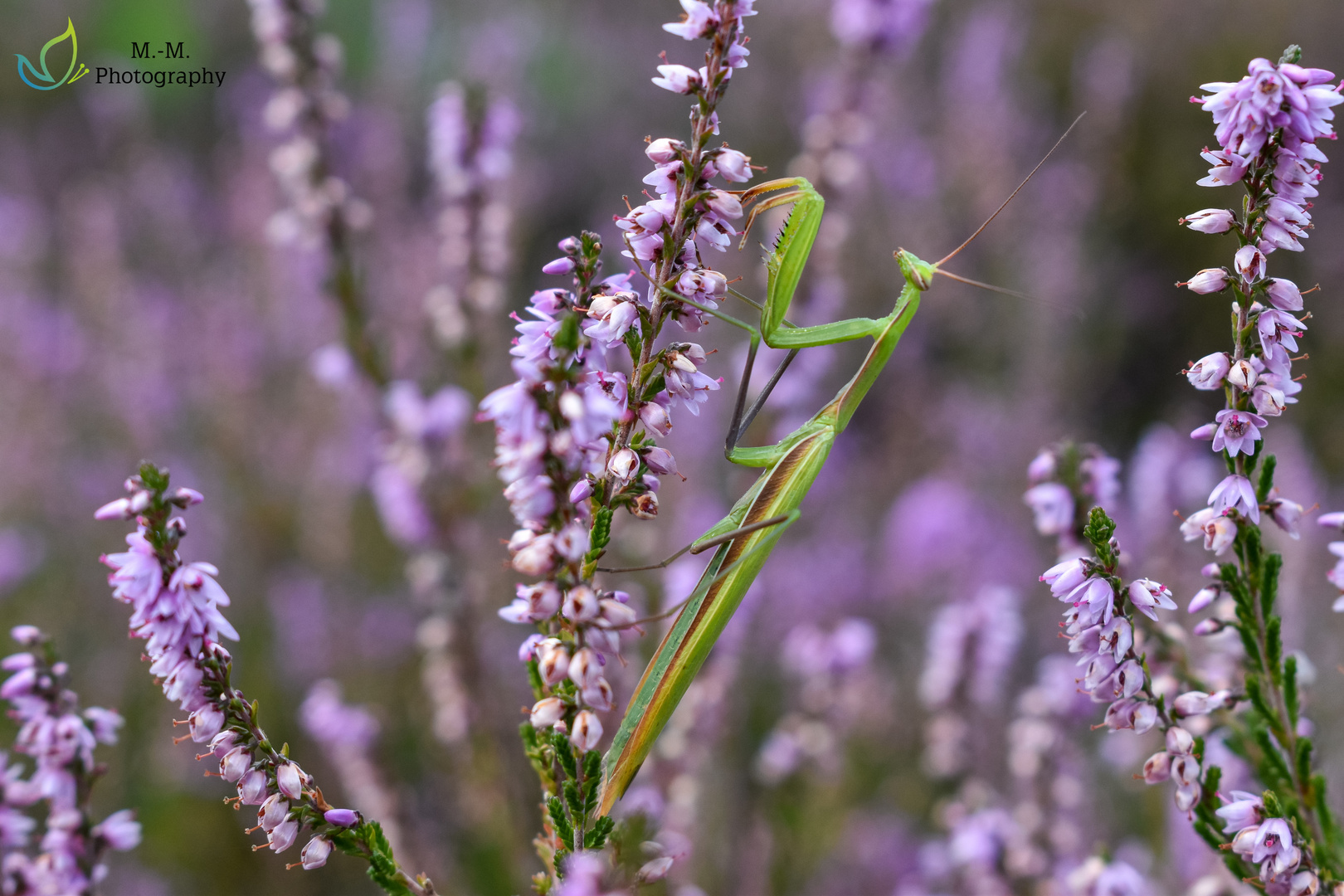 Gottesanbeterin (Männchen) zur Heideblüte 