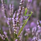 Gottesanbeterin (Männchen) zur Heideblüte 