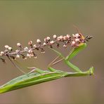 gottesanbeterin ( Mantis religiosa ) 01/13