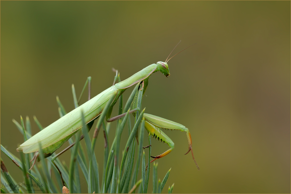 gottesanbeterin ( Mantis religiosa ) 02/13