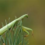 gottesanbeterin ( Mantis religiosa ) 02/13