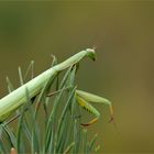 gottesanbeterin ( Mantis religiosa ) 02/13